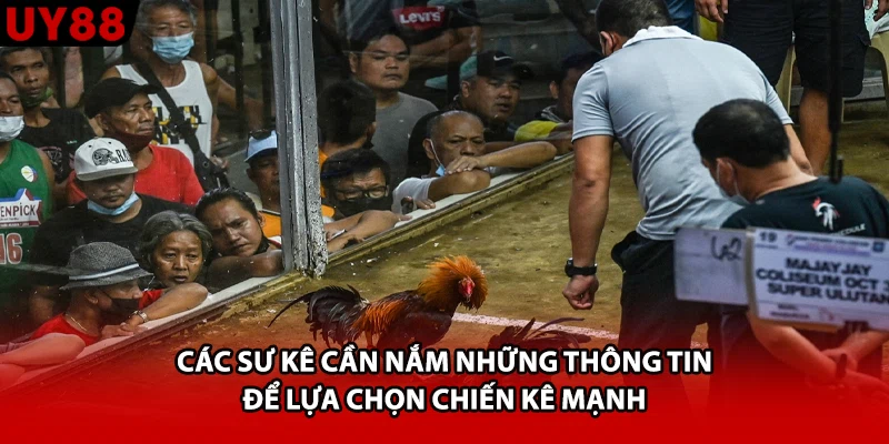 Các sư kê cần nắm những thông tin để lựa chọn chiến kê mạnh