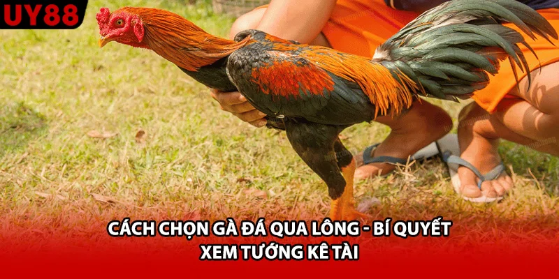 Cách Chọn Gà Đá Qua Lông - Bí Quyết Xem Tướng Kê Tài