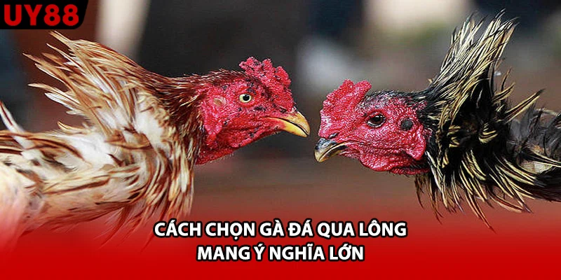 Cách chọn gà đá qua lông mang ý nghĩa lớn