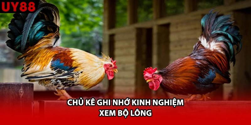Chủ kê ghi nhớ kinh nghiệm xem bộ lông