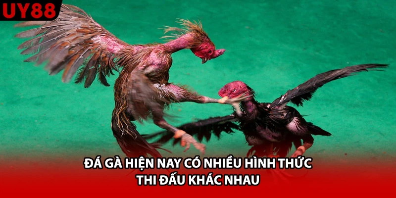 Đá gà hiện nay có nhiều hình thức thi đấu khác nhau