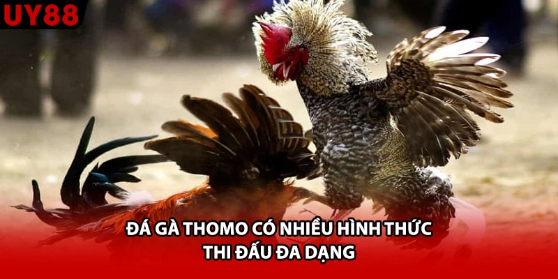 Đá gà thomo có nhiều hình thức thi đấu đa dạng