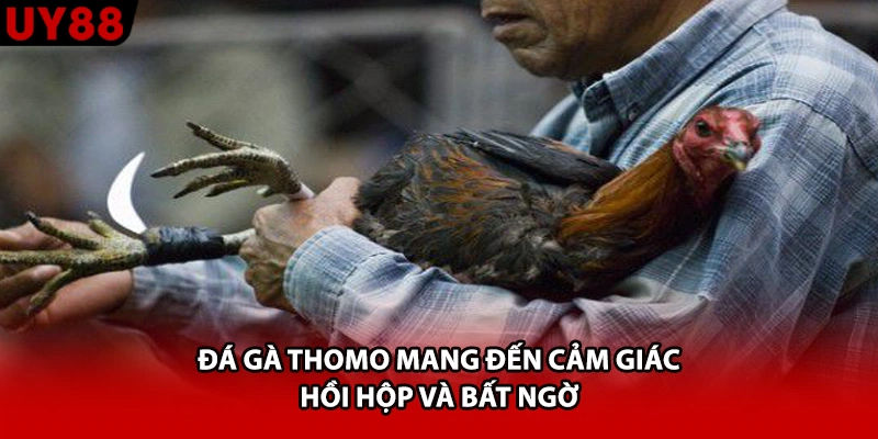 Đá gà thomo mang đến cảm giác hồi hộp và bất ngờ