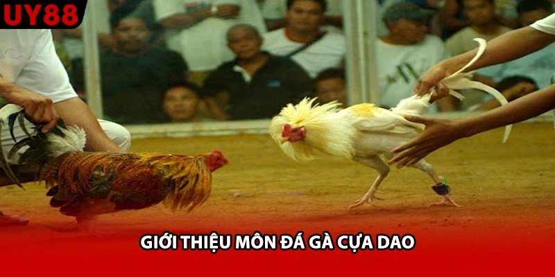 Giới thiệu môn đá gà cựa dao