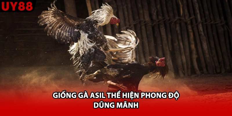 Giống gà Asil thể hiện phong độ dũng mãnh