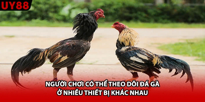 Người chơi có thể theo dõi đá gà ở nhiều thiết bị khác nhau