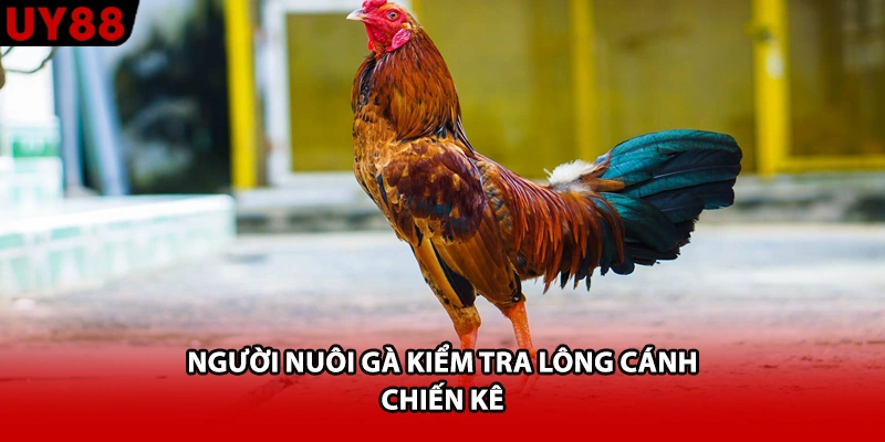 Người nuôi gà kiểm tra lông cánh chiến kê