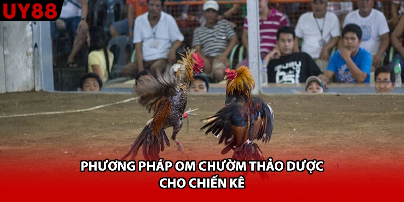 Phương pháp om chườm thảo dược cho chiến kê