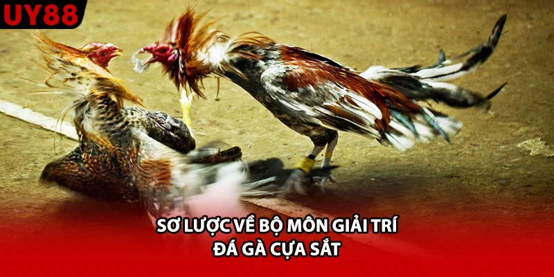 Sơ lược về bộ môn giải trí đá gà cựa sắt