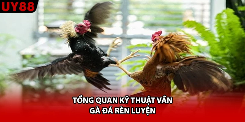 Tổng quan kỹ thuật vần gà đá rèn luyện